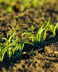 Soil & Crop Nutrition