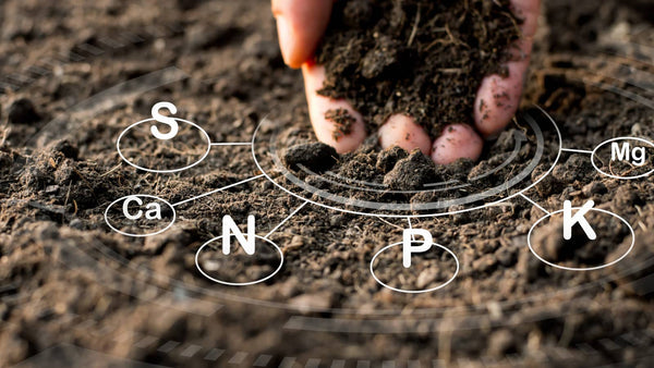 Comprehensive Top Soil test